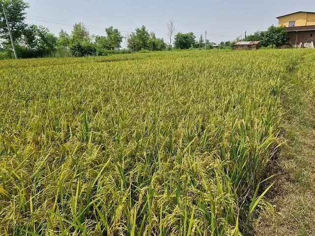 FB IMG 1749295374237