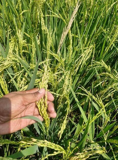 FB IMG 1749295380708